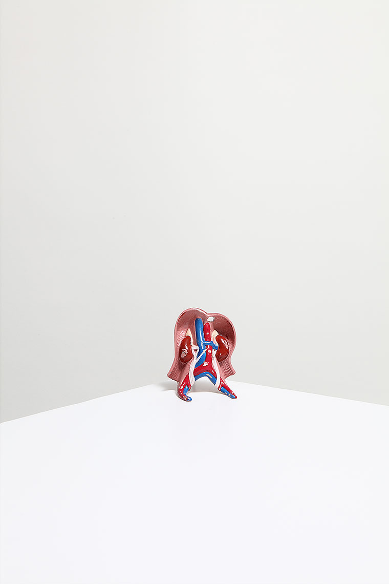Anatomy Jane Kidneys